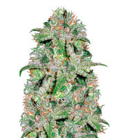 Doctor Jamaica (Vision Seeds)