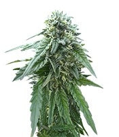 Early Skunk regular (Sensi Seeds)