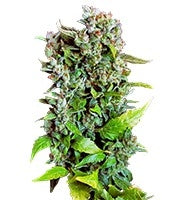 Fast Bud #2 Auto (Sweet Seeds)