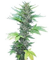 Green Poison Auto (Sweet Seeds)