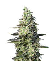 Green Poison XL Auto (Sweet Seeds)