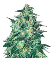 Jekyll Passion (Samsara Seeds)