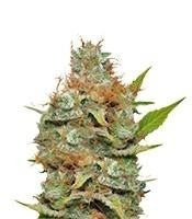 Kali Dog (RQS)