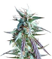 Kilimanjaro (World of Seeds)