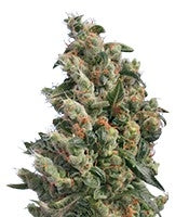 Kushage (T.H. Seeds)