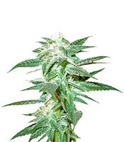 Kushberry regular (DNA Genetics)