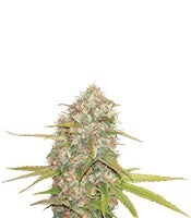 Lemon Skunk regular (DNA Genetics)