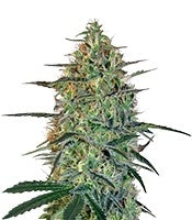 Malana Bomb Auto (Barney's Farm)