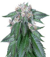 Master Kush (Humboldt Seeds)