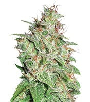 Mazar X White Rhino (World of Seeds)