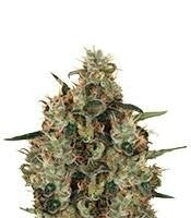 Medical Mass CBD (RQS)
