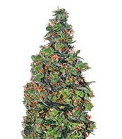 Membrana Hiper Auto (VIP seeds)