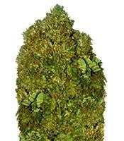 Money Bush (Heavyweight Seeds)
