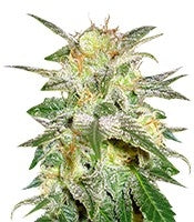 New York 47 (World of Seeds)