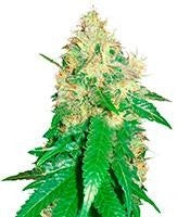 Northern Light Blue (Delicious Seeds)