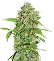 Northern Lights Auto (GHS)
