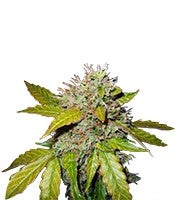 Northern Light Automatic (Nirvana Seeds)
