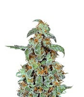 Orange Bud (Dutch Passion)