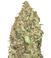Peyote Cookies (Barney's Farm)