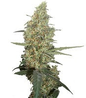 Power Plant regular (Dutch Passion)