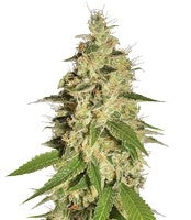 Raspberry Diesel (Humboldt Seeds)