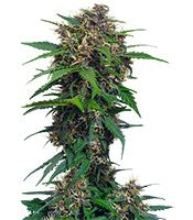 Red Poison Auto (Sweet Seeds)