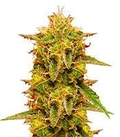 Royal Domina (RQS)