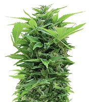 Shot Adrenaline Auto (Samsara Seeds)