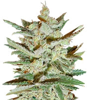 Supersonic Cristal Storm Auto (Samsara Seeds)
