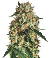 Sapphire OG (Humboldt Seeds)