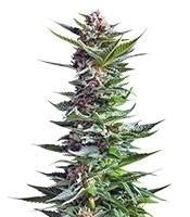 Shining Silver Haze (RQS)