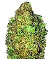 Short & Sweet Auto (Heavyweight Seeds)