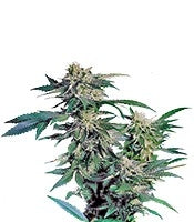 Skunk Kush (Sensi Seeds)