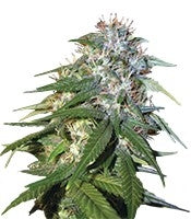 Sour Cream (DNA Genetics)