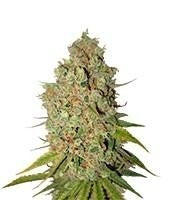 Special Kush #1 (RQS)