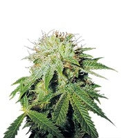Stinky Pinky regular (T.H. Seeds)