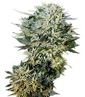 Sugar Gom Auto (Grass-O-Matic)