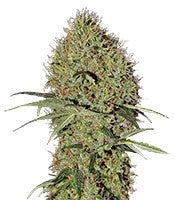 Super Bud Auto (GHS)