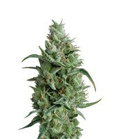 Super OG Kush (Pyramid Seeds)