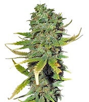 Super Skunk (Sensi Seeds)