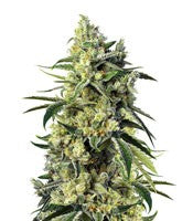 Sweet Amnesia Haze (Sweet Seeds)