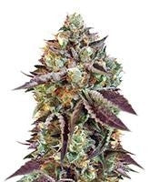 Sweet Nurse Auto CBD (Sweet Seeds)