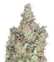 Total Paralysis (Heavyweight Seeds)
