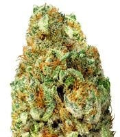 Turbo Bud Auto (Heavyweight Seeds)