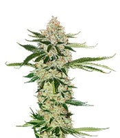 Underdawg (T.H. Seeds)