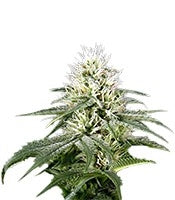 White Rhino (GHS)