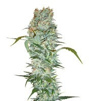 White Russian (Serious Seeds)