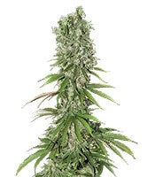 White Strawberry Skunk (Strain Hunters)