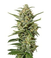 White Widow XXL Autoflowering (Dinafem Seeds)