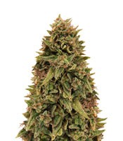 Blueberry OG (Barney's Farm)